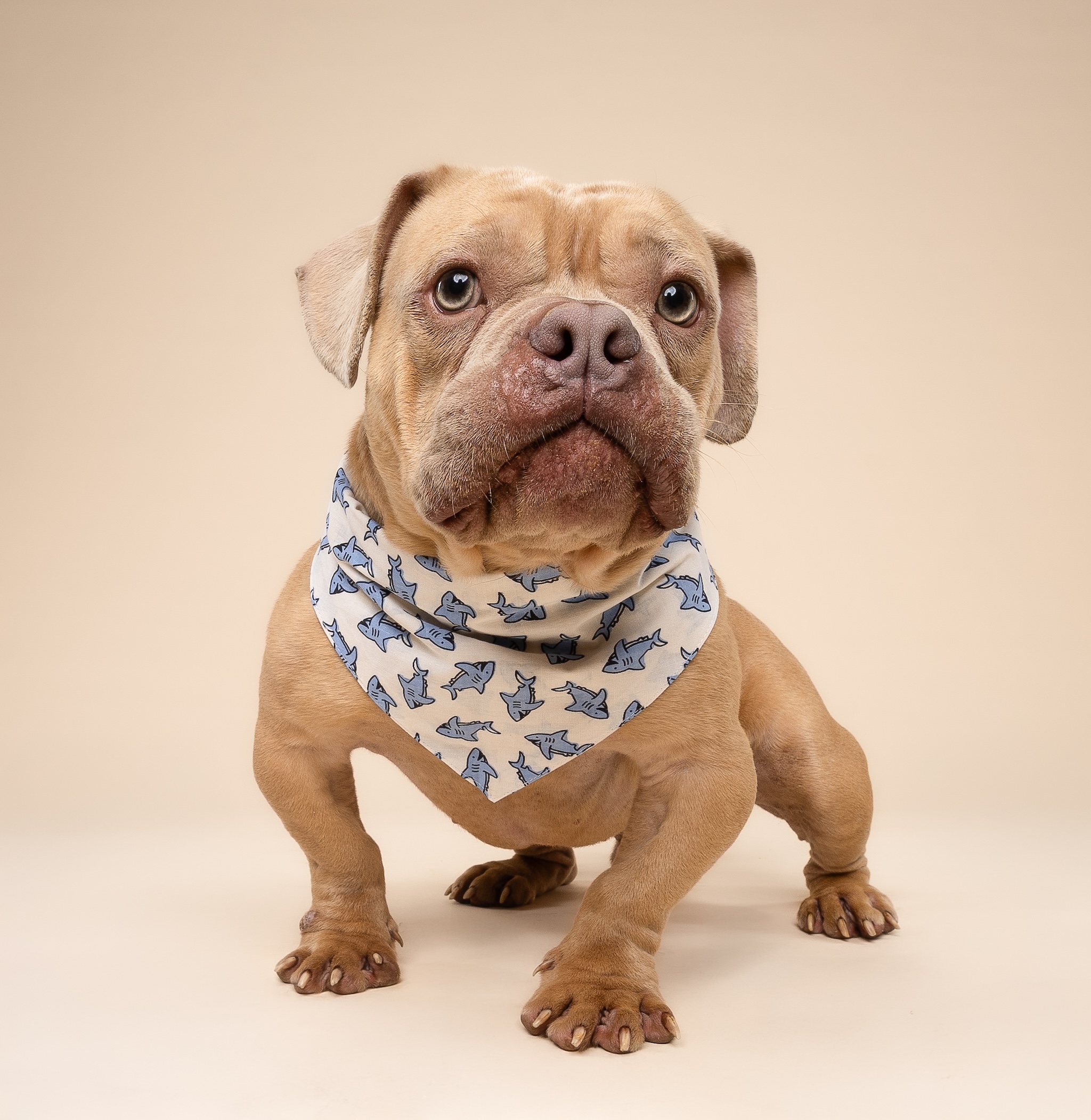 Jawz Bandana