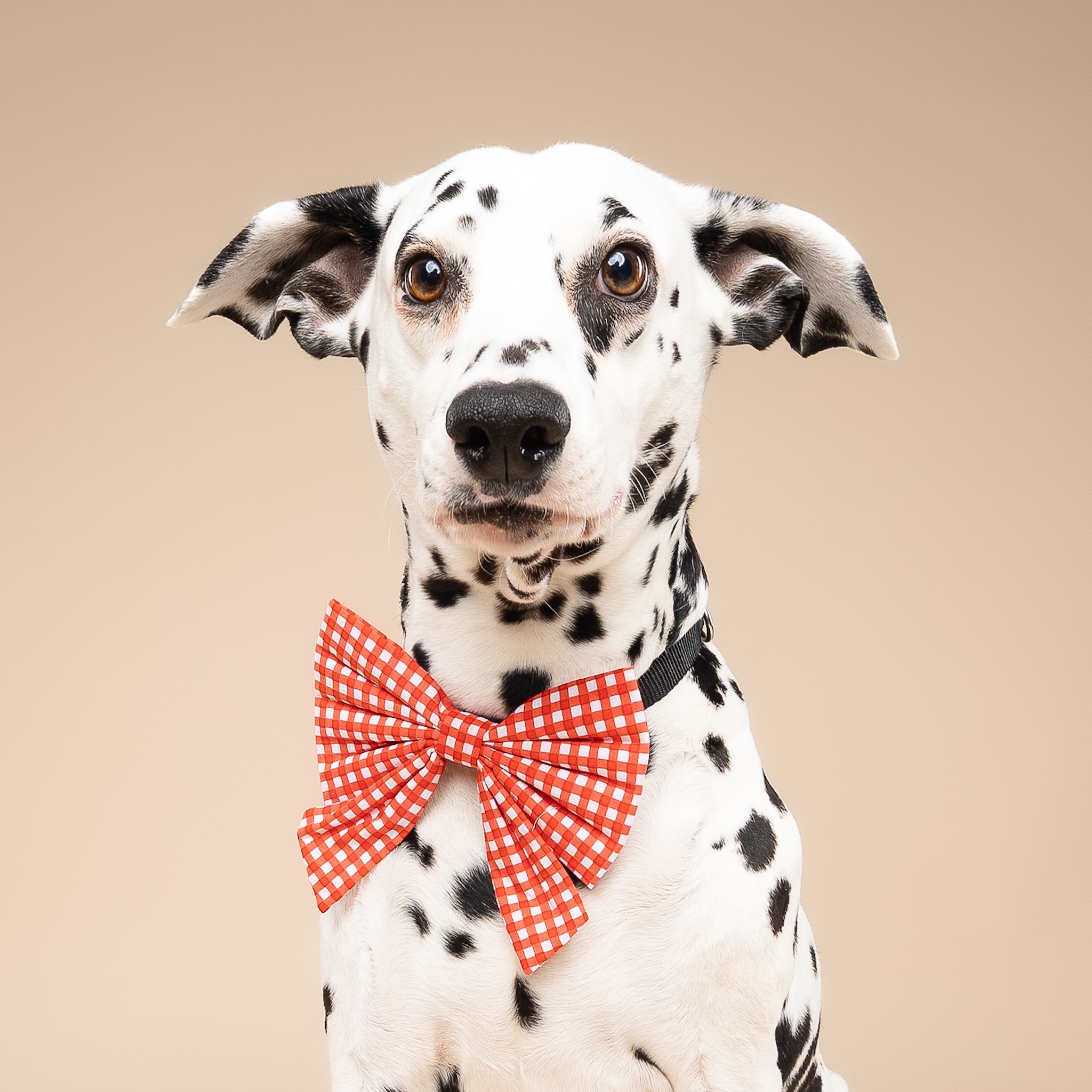 Bow Ties