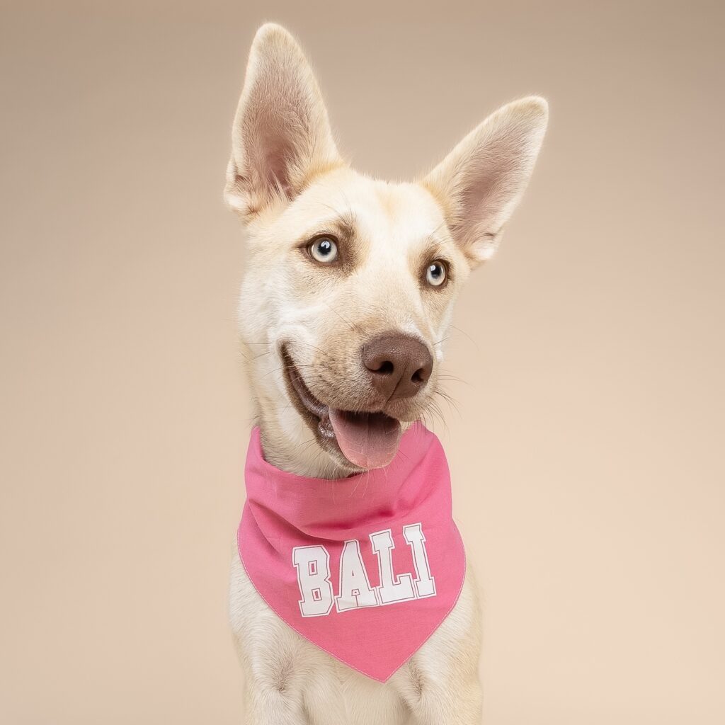 Bali Screen Printed Pink Dog Bandana from The Paws