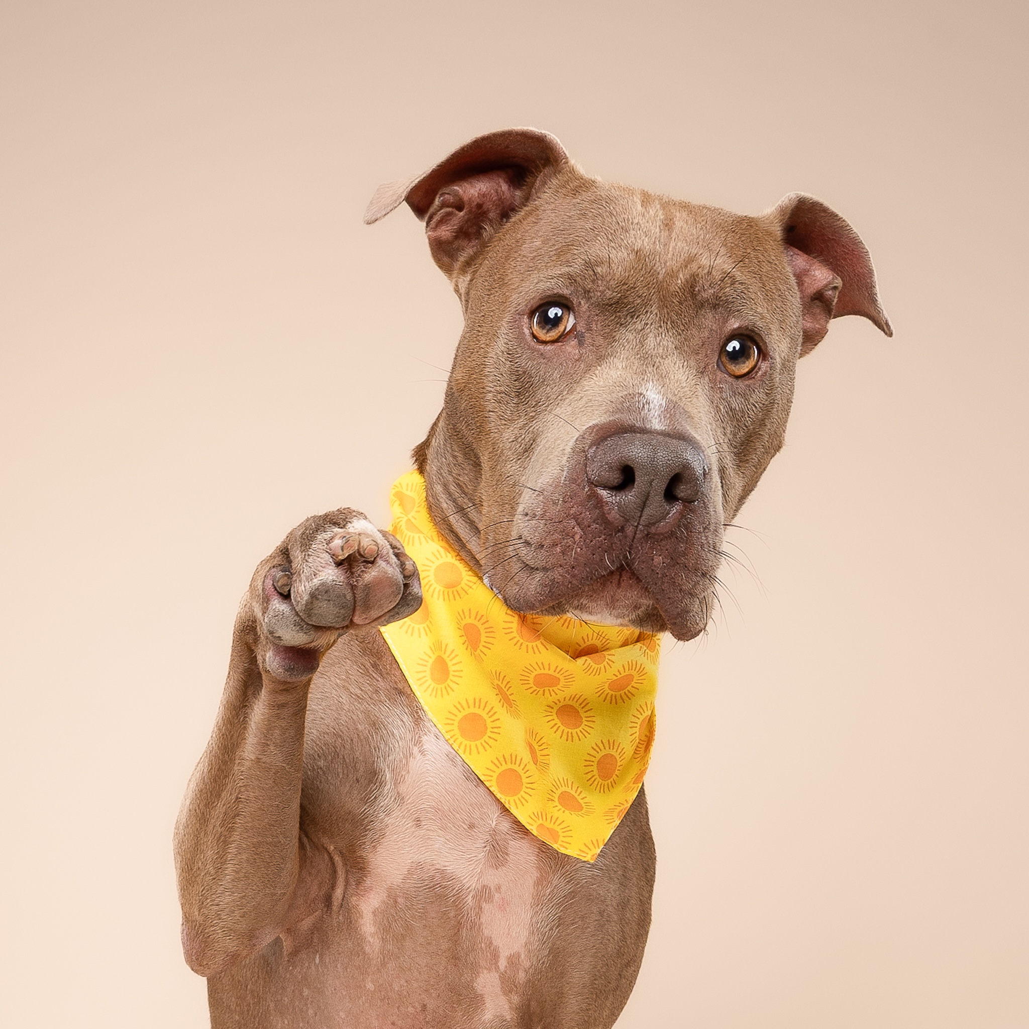 Sol Dog Bandana from The Paws 3 Sol Dog Bandana from The Paws